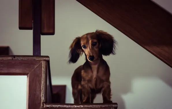 Picture house, dog, Miniature Long-Haired Dachshund