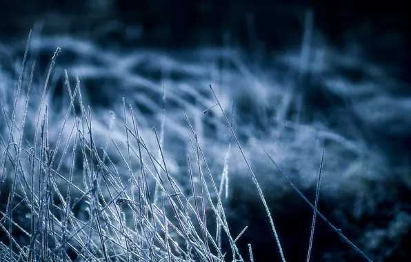 Picture cold, frost, grass, night, dry