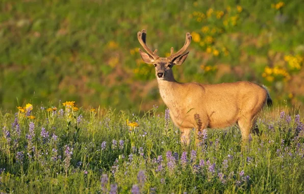 Picture field, summer, light, flowers, nature, deer, meadow