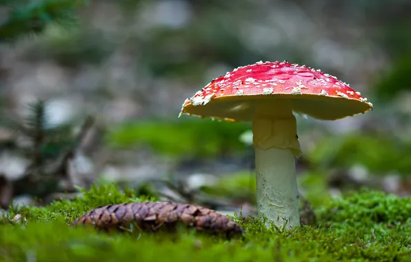Nature, glade, mushroom, moss, mushroom, bump, bokeh