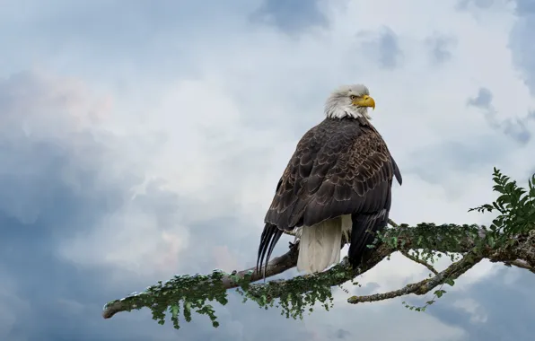 The sky, branches, nature, treatment, bald eagle