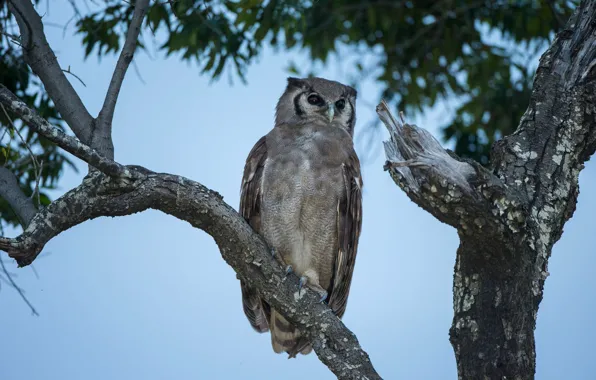Picture trees, branches, owl, bird, foliage, twilight, blue background