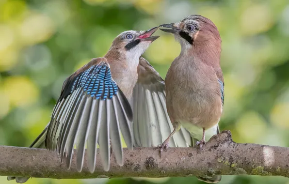 Picture birds, nature, branch, pair, bokeh, jays