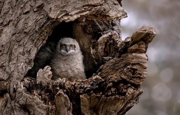 Birds, tree, owls, owlets, the hollow