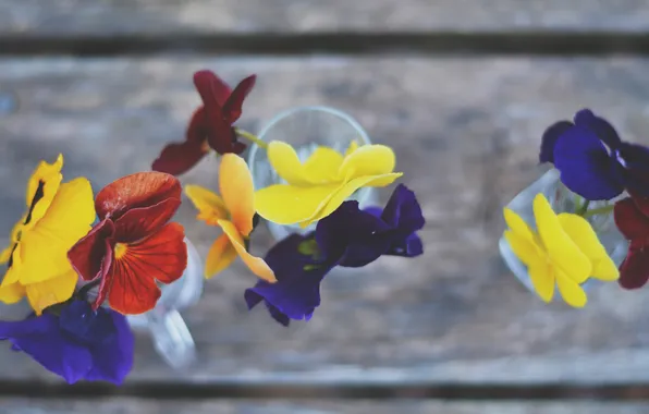 Flowers, petals, Pansy
