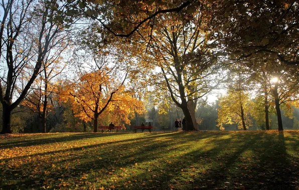 Trees, Park, shadows