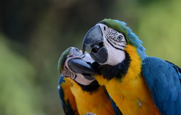 Picture birds, bright, parrots, two