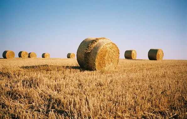 Field, the sky, shadow, harvest, Sunny, farm, hay