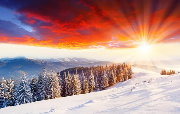 Cold, winter, the sun, rays, light, snow, trees, nature