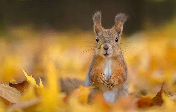 Picture autumn, look, foliage, protein, muzzle, stand, bokeh, autumn leaves