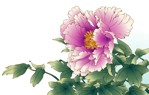 Flowers, background, peony, pink peony