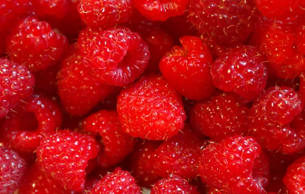 Light, red, berries, raspberry, Shine, placer, a lot, juicy