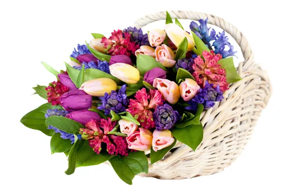 Flowers, tulips, basket, hyacinths
