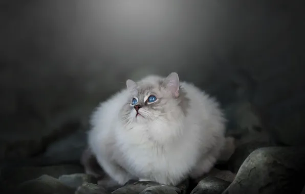 Cat, cat, nature, pose, stones, grey, blue eyes, face