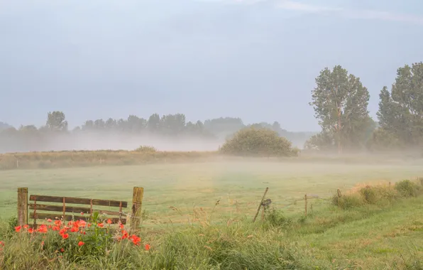 Field, summer, the sky, grass, trees, flowers, fog, the fence