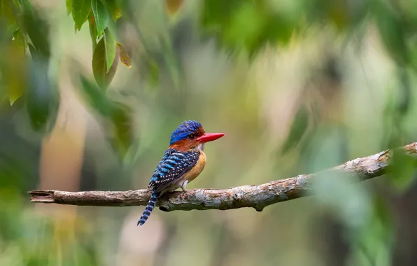 Picture trees, bird, foliage, branch, jungle, Malaysia, Lacedo pulchella, striped Kingfisher