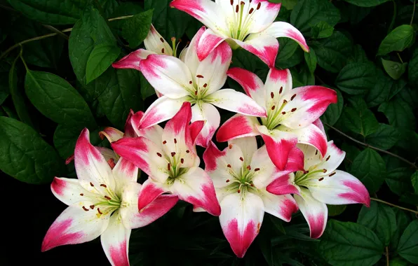 Leaves, nature, Lily, bouquet, petals