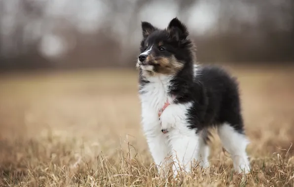 Background, dog, puppy
