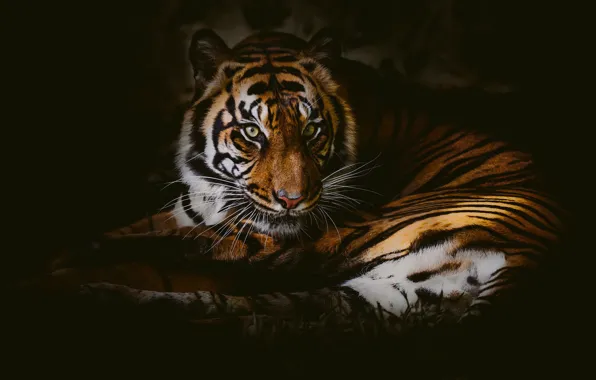 Picture look, tiger, wild cat, the dark background