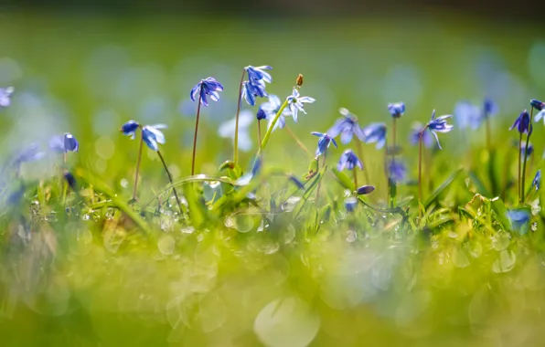 Picture light, flowers, blue, glade, spring, primrose, bokeh, Scilla