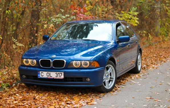 Auto, autumn, e39