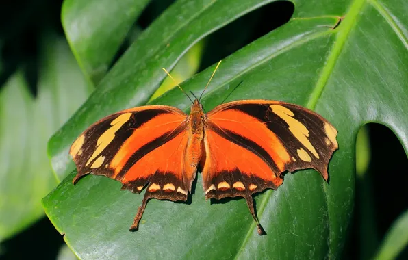 Butterfly, wings, beautiful, closeup, green leaf