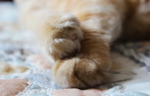 Picture cat, legs, paws