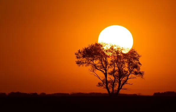 The sky, the sun, sunset, tree, silhouette