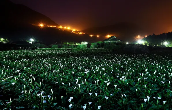 Picture landscape, flowers, night, Calla lilies