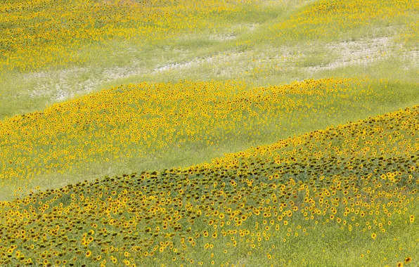 Picture field, landscape, flowers, sunflower