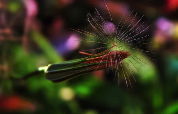 Picture glare, dandelion, plant, seeds