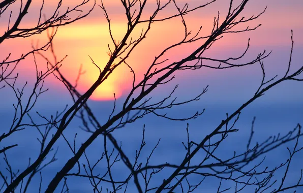 Picture the sun, branch, Sunset, the evening