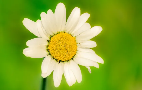 White, flower, flowers, green, background, widescreen, Wallpaper, blur