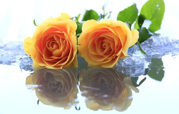 Ice, water, flowers, yellow, roses