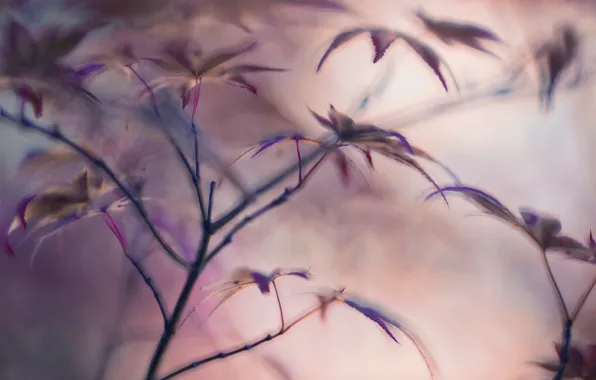 Leaves, blur, Flying leaves