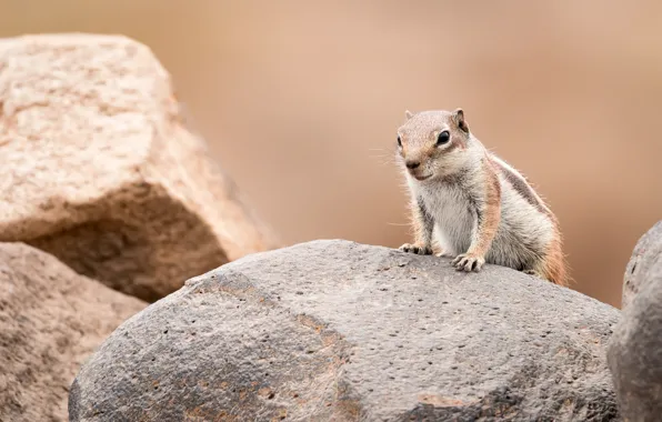Picture look, pose, stones, background, gopher