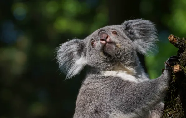 Look, face, the dark background, portrait, bokeh, Koala, bitch, the Koala bear