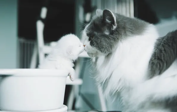 Cat, white, cats, kitty, baby, pot, weasel, cub