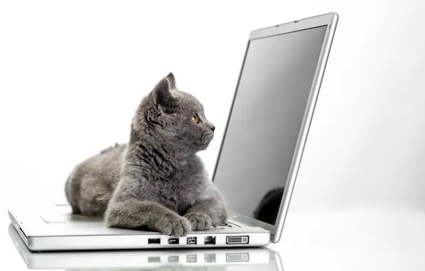 Cat, grey, white background, lies, laptop, display, Hi-Tech