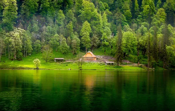 Forest, lake, house, shore
