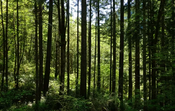 Greens, forest, summer, grass, trees, the bushes