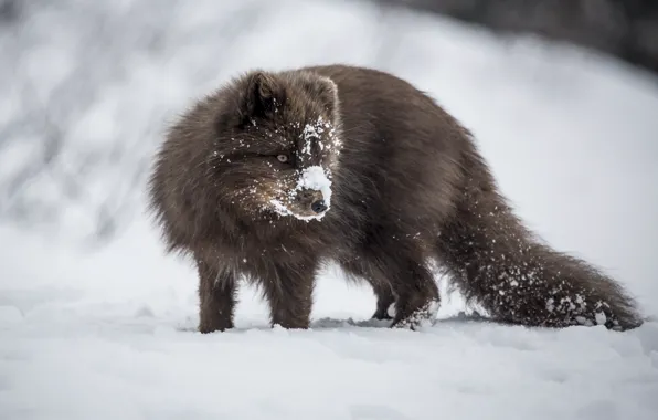 Picture winter, snow, Fox, Fox, wildlife