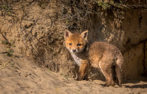 Picture nature, Fox, beast