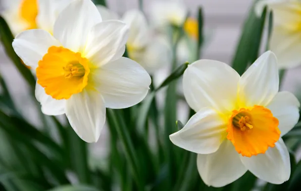 Macro, Duo, daffodils