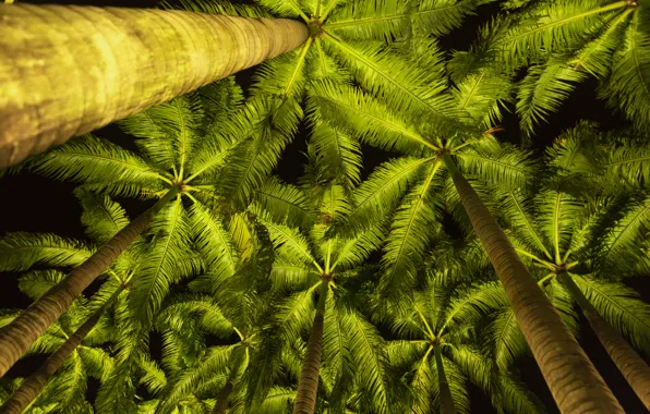 Beach, the sky, night, palm trees, beach, sky, crown, palms