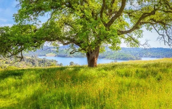 Picture field, grass, trees