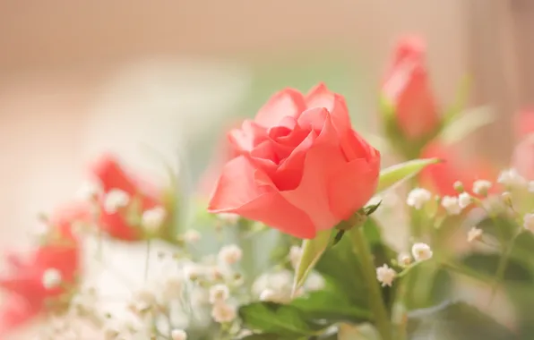 Rose, Bud, gypsophila