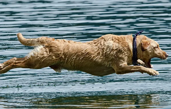 Picture water, jump, dog