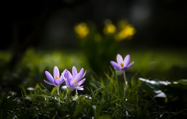 Picture greens, grass, flowers, nature, background, glade, spring, crocuses