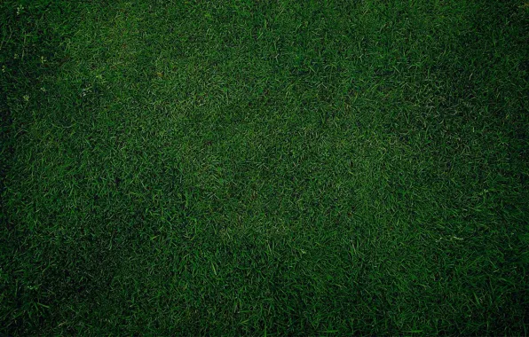 Wallpaper grass, green, background, lawn for mobile and desktop